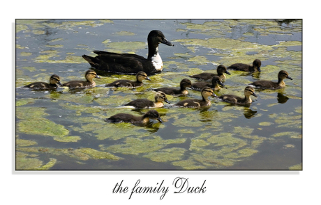 The family Duck