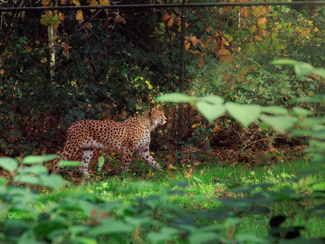 Cheetah