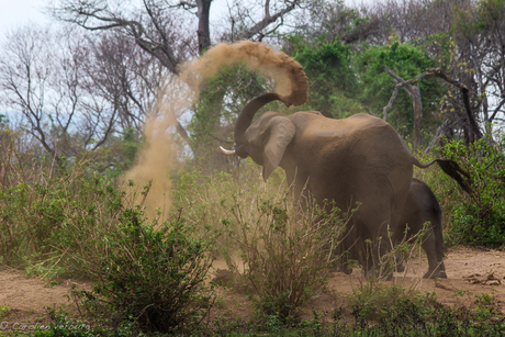 Olifant strooit met zand