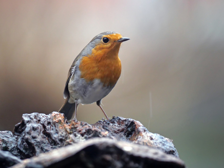 Roodborst