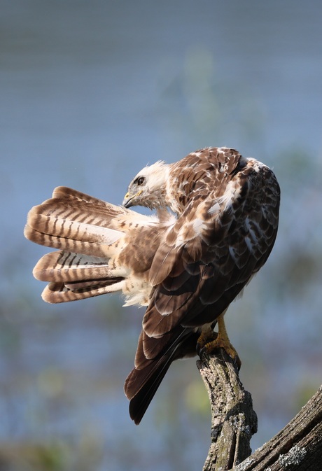 Buizerd