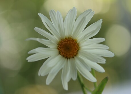 Margriet