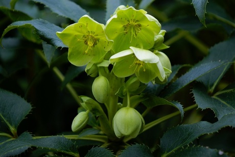 Helleborus