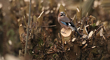 Gaai in rhoonse griende