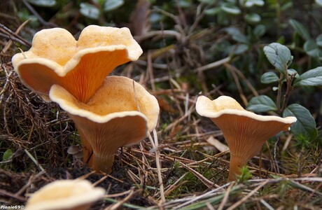 Kelk paddestoelen