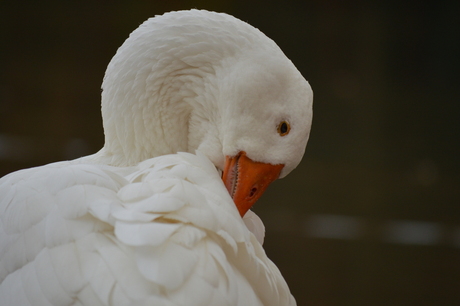 flink aan het poetsen