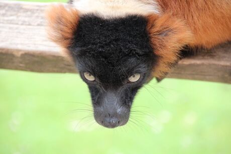 Rode maki, lemur