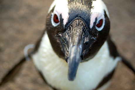 Pinguin on guard