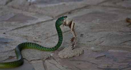 African Green treesnake with frog