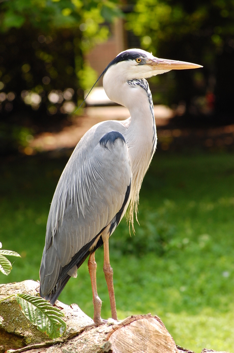 Reiger