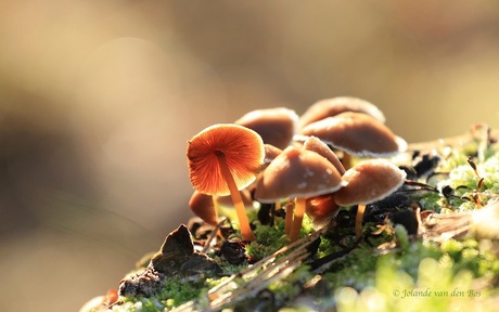 Paddestoelen in de sneeuw