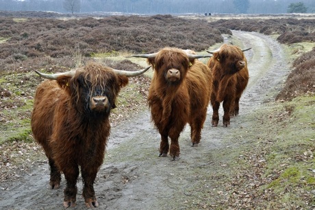 Drie runderen poseren voor de lens