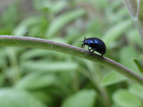 Blauw muntgoudhaantje on the move