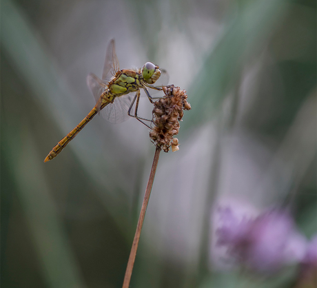 dreaming dragonfly
