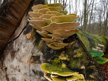 Het bos in