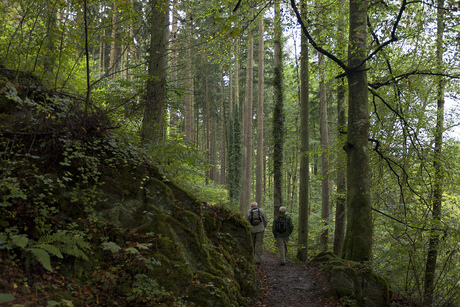 wandelaars in bos