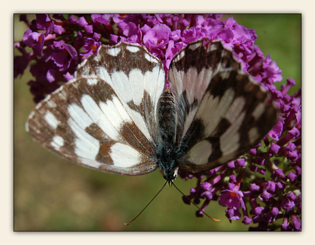 Natuur