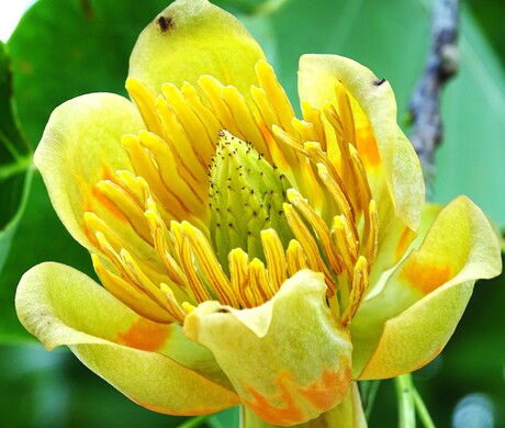 Amerikaanse tulpenboom