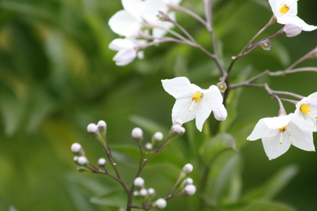 Bloemetjes II