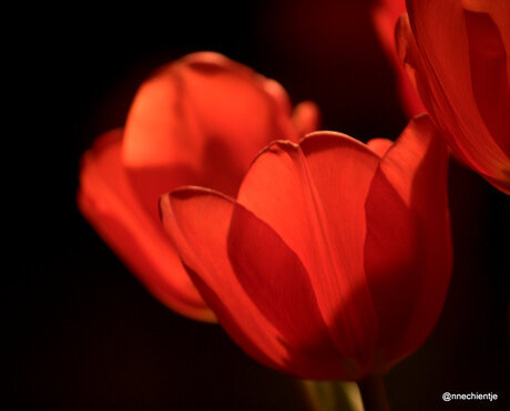 Lente in huis