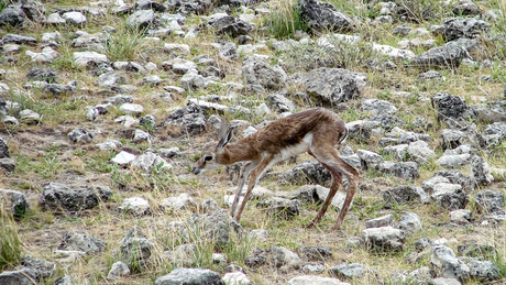 Geboorte van een Springbokje