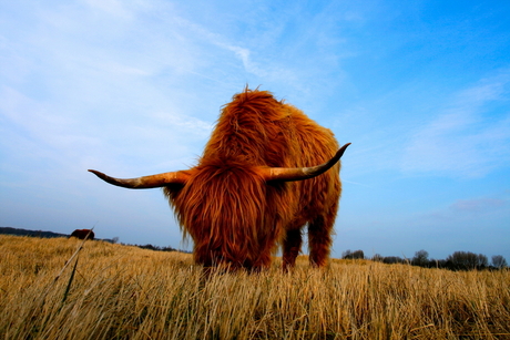 Schotse Hooglander