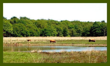 Bakkeveen