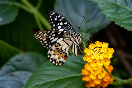 Papilio demoleus