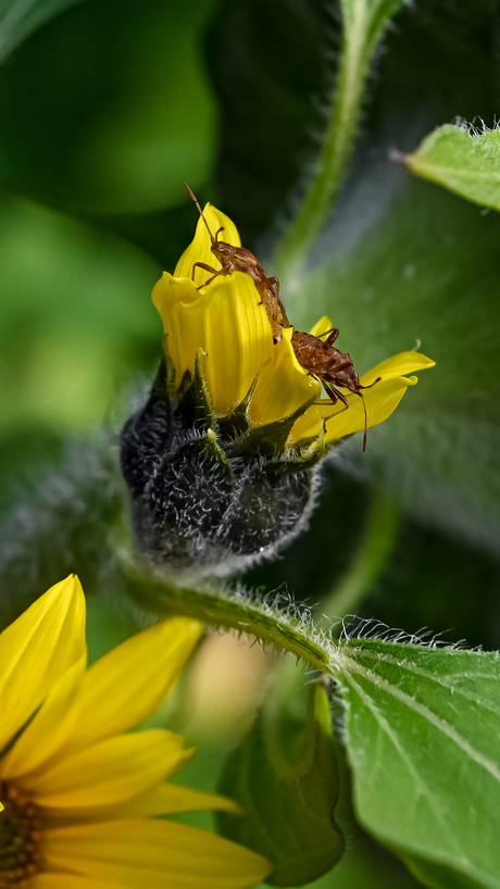 Zonnebloem