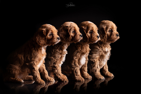 Nestje zoete puppy's