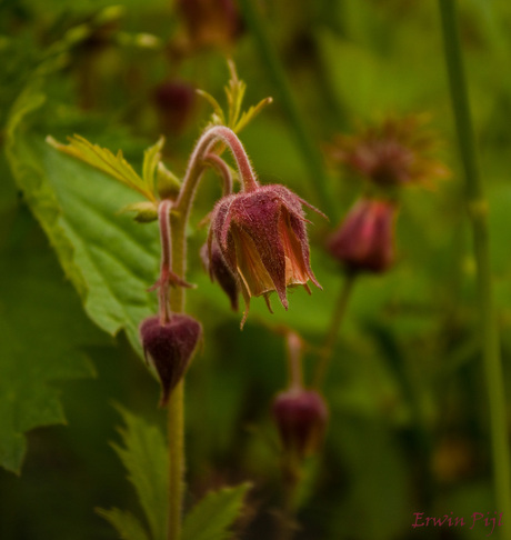 Bloemenpracht Zwitserland