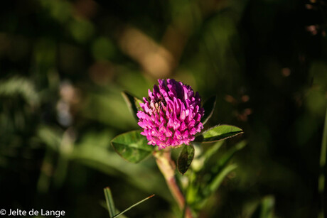 bloem in het groen