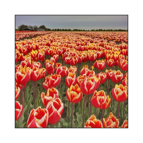 Tulpenveld