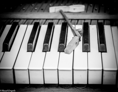 Uitgewerkte hamerkop.