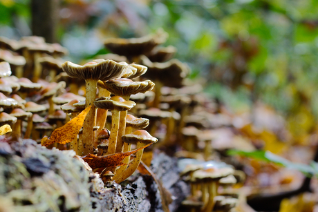 paddenstoelen