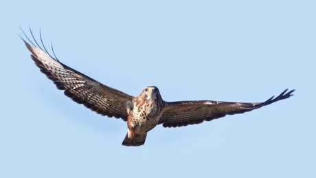 Buizerd