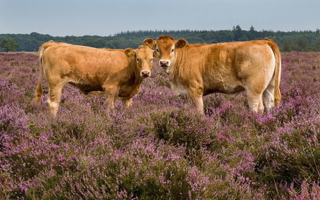 Smaakt de heide ?