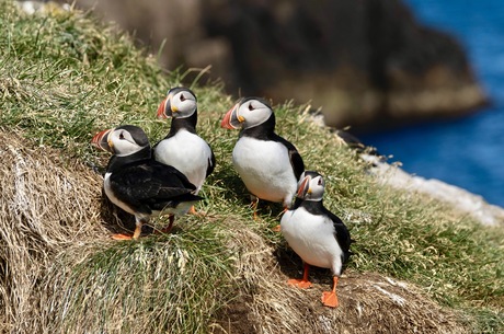 Puffins