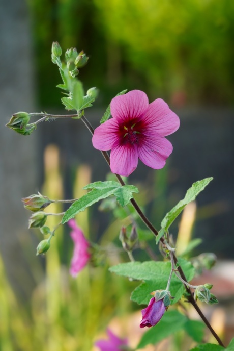 Anisodontea "El Rayo"