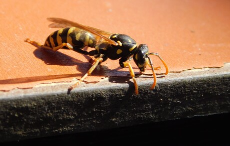 hij was de dagen zat en moe........