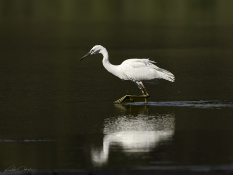 Zilverreiger