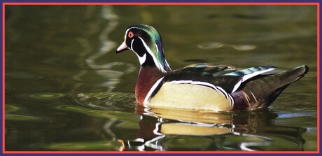 Coloured Ducky