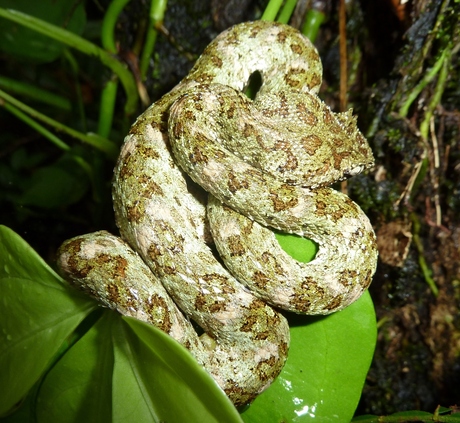 2010 Costa Rica Viper slang.JPG