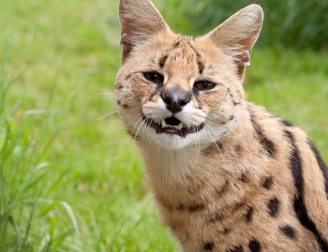 Serval