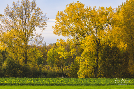 Herfst door een telelens. 