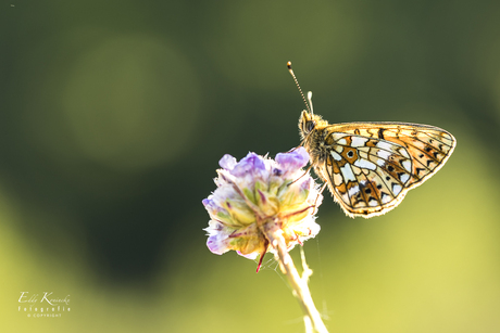 Zilveren maan.( Boloria selene) N° 2.