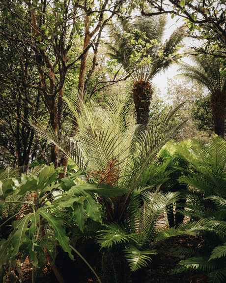 Tropische Planten in Portugal