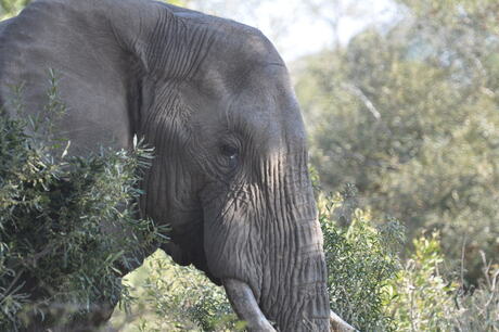 olifant