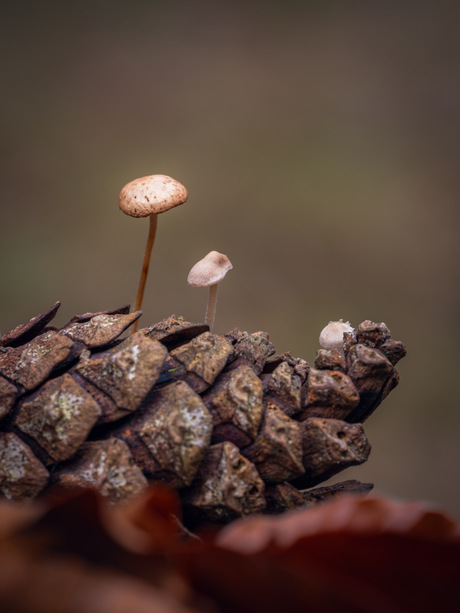 Alweer muizenstaartjes…