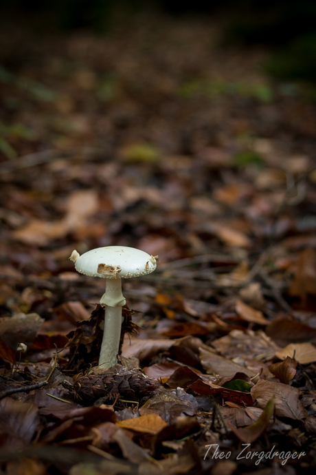 Eenzaam in het bos